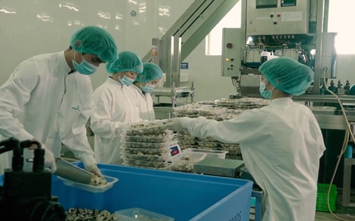 Đã có 5.000 tấn ngao xuất khẩu, trong đó có 2.000 tấn đi vào Mỹ, Nhật Bản, Hàn Quốc. 