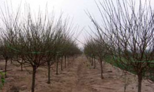 Đào, quất đều tăng giá mạnh