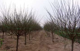 Năm nay, nhiều diện tích trồng đào tại Nhật Tân không thể thu hoạch vì giá rét kéo dài.