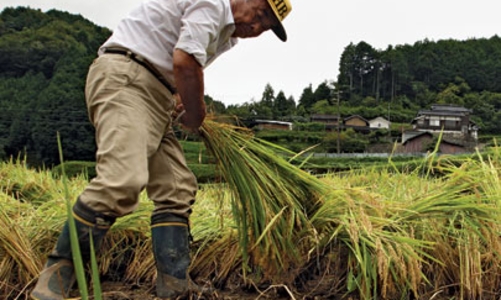 Trong tương lai, nông dân Nhật có thể là... robot
