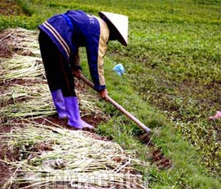 Việc chuyển đổi nghề đối với lao động ở nông thôn là việc không hề dễ dàng - Ảnh: VNN.