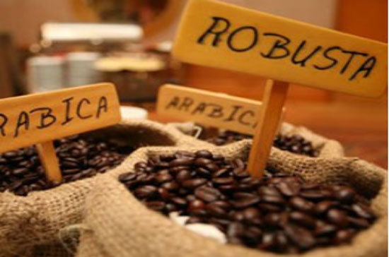 Trong vòng 2 tuần trở lại đây, cà phê arabica tại thị trường New York liên tục tăng giá sau khi chạm đáy của 2 năm ở mức 1,501 USD/pound.