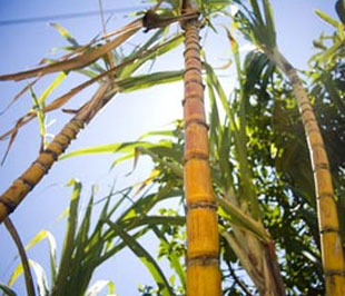 Từ ngày 22/7 - 31/12/2009, Công ty Cổ phần Sản xuất thương mại Thành Công đăng ký bán 750.000 cổ phiếu của Công ty Cổ phần Bourbon Tây Ninh (mã SBT-HOSE), số cổ phiếu sẽ nắm giữ còn 750.000 cổ phiếu.