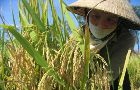 Những thương vụ mua bán bản quyền giống gần đây với giá trị cao như lúa TH3-3 với giá 10 tỷ đồng; HYT100 bán 3 tỷ đồng...