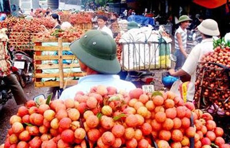 Mấy tháng nay sự xuất hiện của hàng loạt thương lái Trung Quốc dưới nhiều hình thức khác nhau ở một số tỉnh Nam Trung Bộ và Tây Nguyên với mục đích dụ dỗ, o ép nông dân bán các loại thực phẩm, rau quả đã khiến nhiều địa phương hoang mang - Ảnh minh họa.