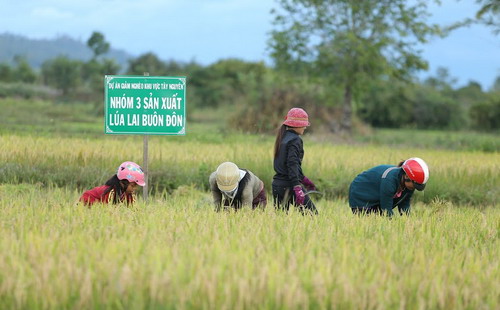 Theo phản ánh của khá nhiều nông dân tham gia dự án, họ hài lòng với tiến độ và hiệu quả dự án mang lại, bởi đến thời điểm hiện tại, dù chỉ mới có 6 tháng nhưng dự án đã giúp giải quyết được phần nào nạn đói trước đây.<br>