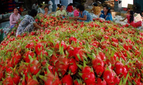 Xuất khẩu rau quả có thể đạt 1 tỷ USD năm nay