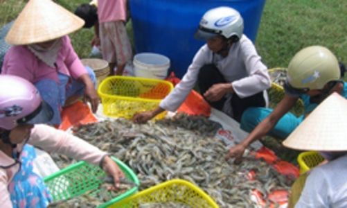 Giá thực phẩm tăng chóng mặt vì thương nhân Trung Quốc?