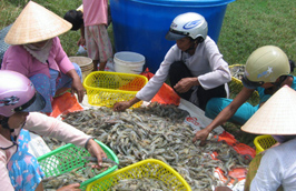 Nhiều loại thực phẩm trong nước tăng giá chóng mặt.