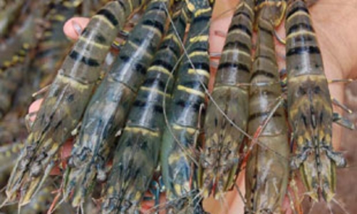  Xuất khẩu tôm sụt giảm