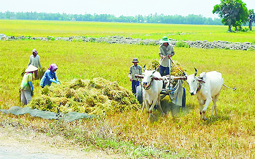 Điểm đáng chú ý trong năm 2012 của ngành bảo hiểm là phí thu xếp 
đối với nghiệp vụ bảo hiểm nông nghiệp đạt mức tăng trưởng tăng vọt. 