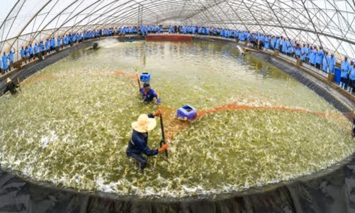 Tập đoàn Việt - Úc: Nâng tầm tôm Việt