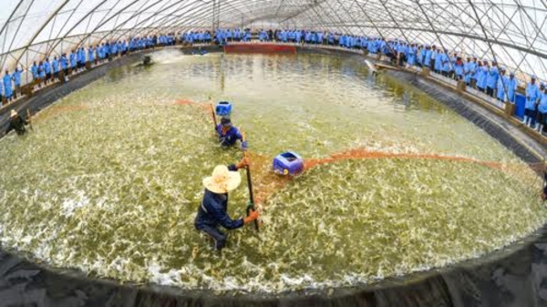 Tập đoàn Việt - Úc: Nâng tầm tôm Việt