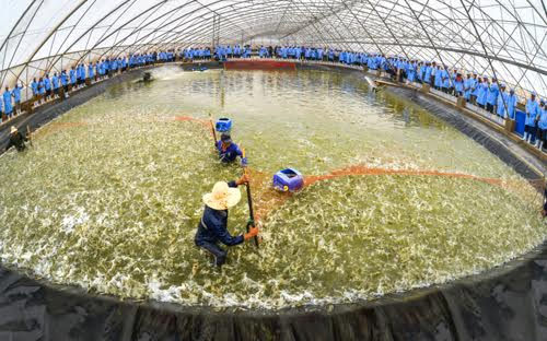 Tập đoàn Việt - Úc chủ động sản xuất ra con giống miền Tây chỉ dành riêng khu vực miền Tây.