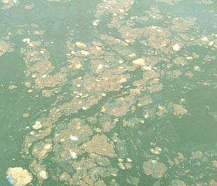 Chính con người đã phá vỡ môi trường thiên nhiên.