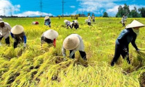 Thủ tướng chỉ đạo mua tạm trữ 500.000 tấn gạo vụ hè thu