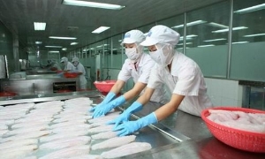 Xuất khẩu mực, bạch tuộc tăng mạnh
