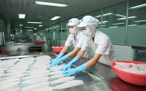 Xuất khẩu nhóm hàng mực và bạch tuộc năm nay tăng trưởng mạnh.