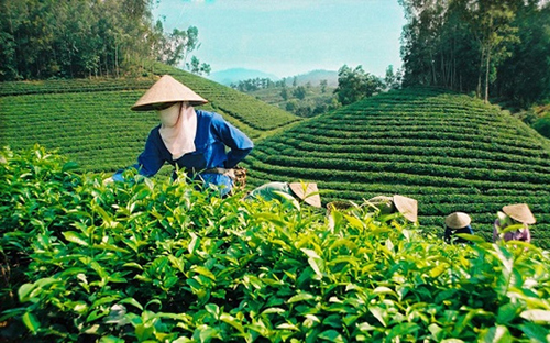 Lũy kế 9 tháng năm 2017, lượng chè xuất khẩu đạt 103 ngàn tấn, trị giá 
164 triệu USD, tăng 12% về lượng và tăng 11,2% về trị giá so với cùng kỳ
 năm trước.