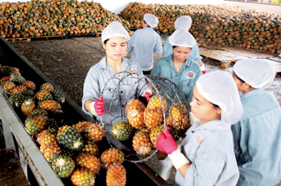 10 tháng qua, xuất khẩu rau quả đã đạt 515 triệu USD, tăng 40,6% so với cùng kỳ năm trước.