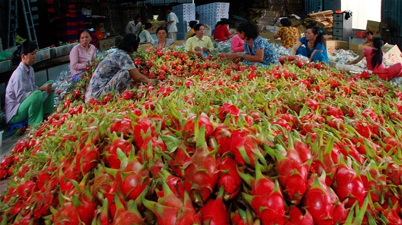 Tính chung 9 tháng đầu năm 2019, xuất khẩu rau quả của Việt Nam đạt 2,82 tỷ USD, giảm 5,3% so với cùng kỳ năm ngoái. Ảnh minh hoạ