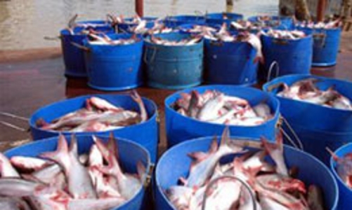 Khi doanh nghiệp thủy sản làm khó lẫn nhau