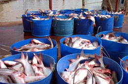 Một số doanh nghiệp xuất khẩu cá tra, basa sang Mỹ chào bán với giá 2,3-2,4 USD/kg, thấp chưa từng thấy.