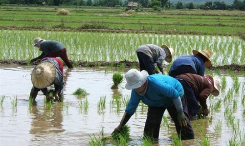 Thái Lan muốn từ bỏ danh hiệu nước xuất khẩu gạo số 1