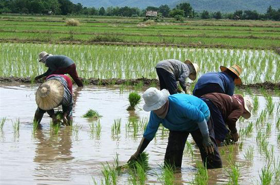 Thái Lan là một trong những quốc gia xuất khẩu gạo nhiều nhất thế giới.