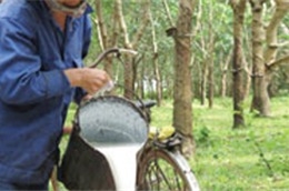 Sáu tháng cuối, TNC đặt mục tiêu với khai thác mủ cao su với sản lượng đạt 1.470 tấn.