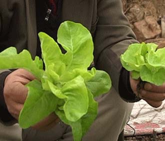 Thí nghiệm của TS. Nguyễn Văn Khải trước đó cho thấy sự phát triển bất thường của xà lách sau khi phun thuốc - Ảnh: VnExpress.