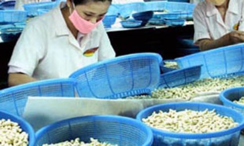 Xuất khẩu điều “vấp” khủng hoảng tài chính