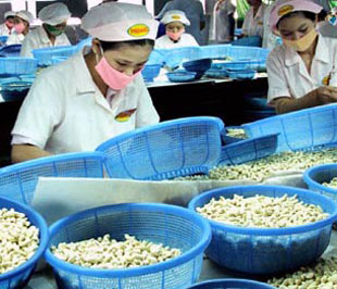 Lượng xuất khẩu điều trong các tháng gần đây đã liên tục sụt giảm.