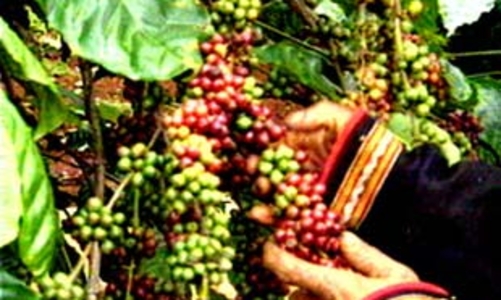 Việt Nam có sàn giao dịch cà phê đầu tiên