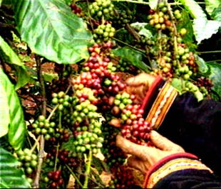 Theo dự kiến vào ngày 12/12, sàn giao dịch nông sản đầu tiên, chuyên giao dịch cà phê của Việt Nam, được đầu tư và xây dựng với quy mô quốc gia, sẽ chính thức đi vào hoạt động.