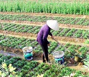 Tp.HCM đang xây dựng mô hình sản xuất rau theo tiêu chuẩn GAP ở xã Nhuận Đức và đang làm thủ tục đăng ký logo cho sản phẩm rau an toàn.