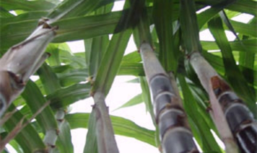 “Cuộc chiến” nguyên liệu mía đầu vụ