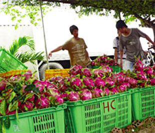  Thanh long đủ chuẩn sang Mỹ giờ đây lại phải xuất khẩu sang Trung Quốc - Ảnh: Sơn Nghĩa.