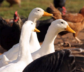 Theo WHO, 193 nước thành viên của WHO cần nỗ lực hơn dù các chương trình phòng chống dịch tại các nước này đã được triển khai.