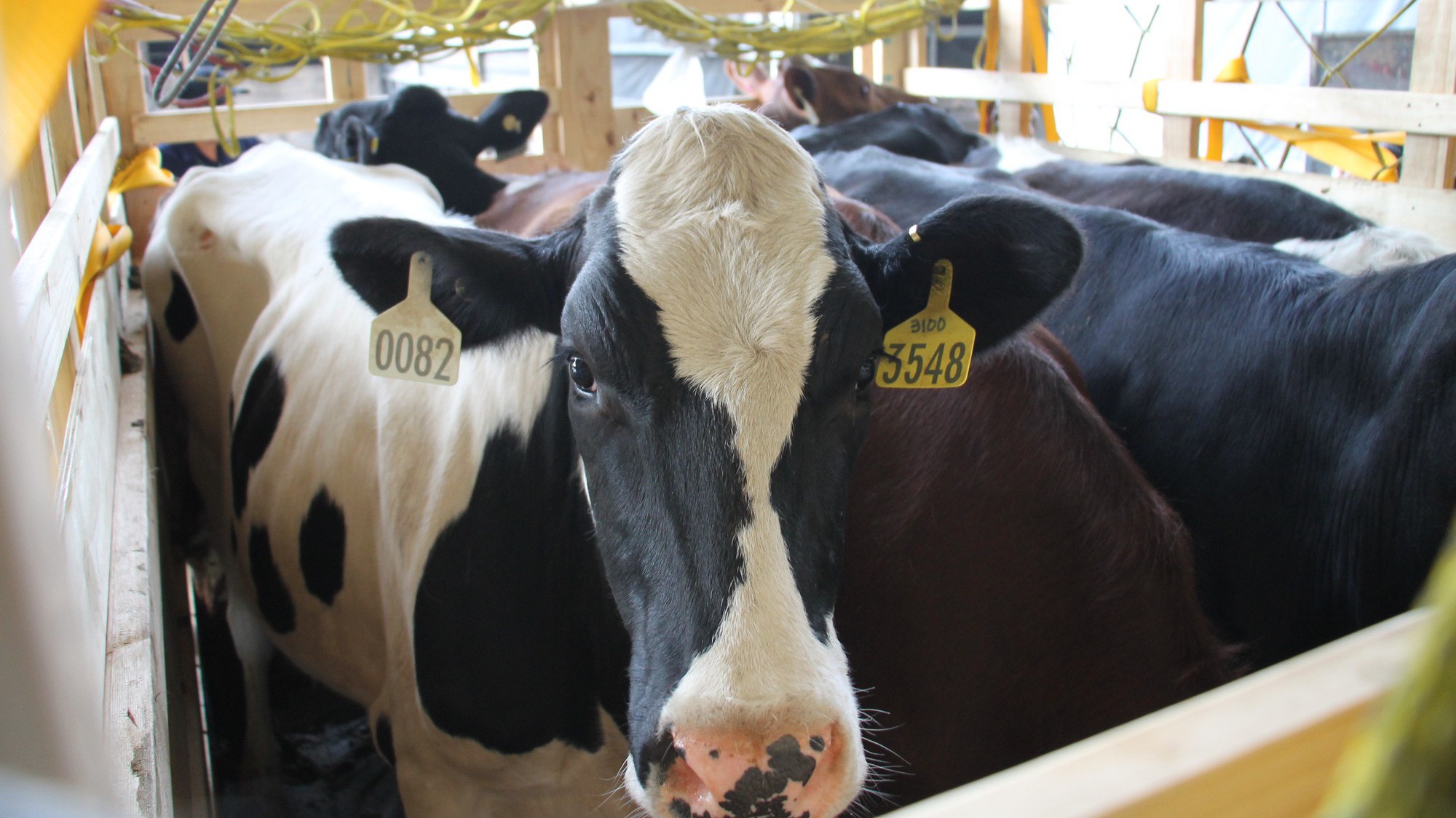 Những cô bò hữu cơ vừa “đáp” máy bay xuống sân bay Tân Sơn Nhất, vẫn khỏe mạnh sau chuyến bay dài.