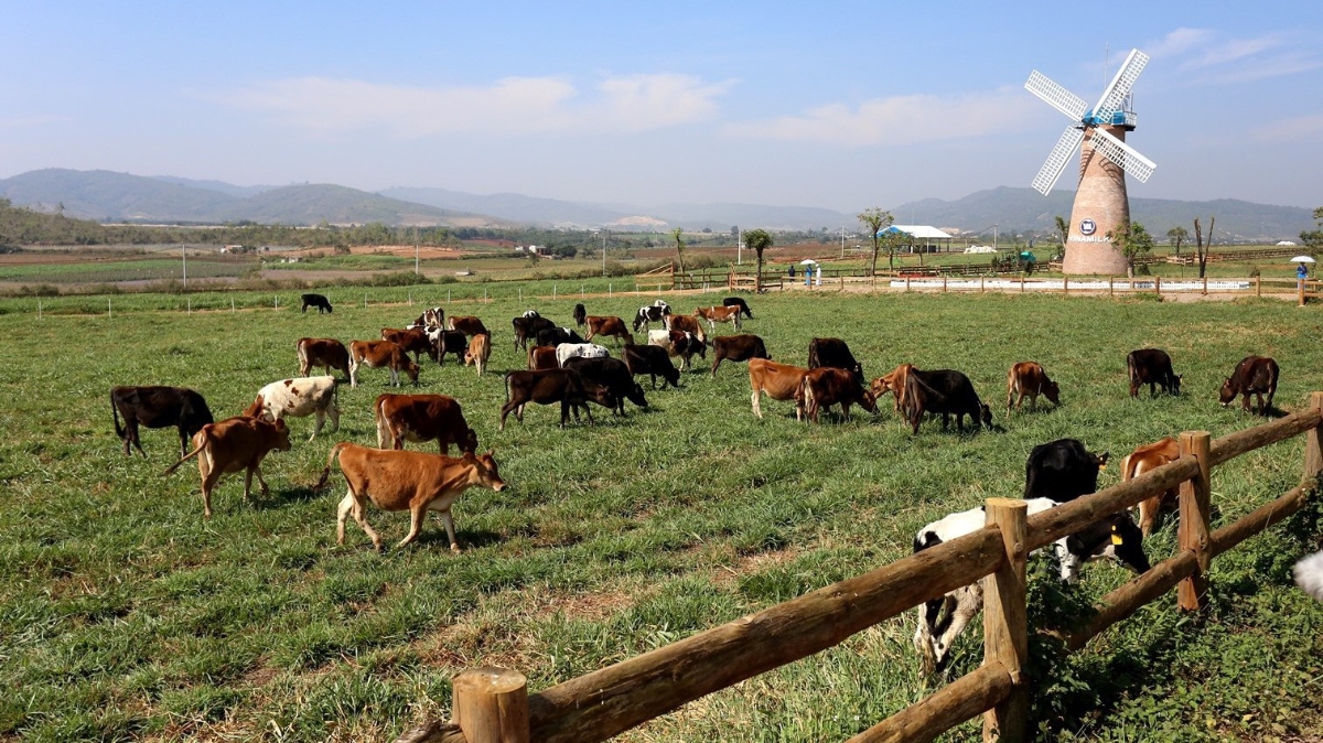 Ngoài các trang trại bò sữa Organic tại Việt Nam, Vinamilk đã đầu tư xây dựng một dự án tổ hợp trang trại Organic tại Lào với quy mô 4.000 con.