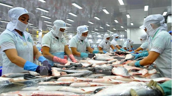 Chế biến cá tra xuất khẩu - ảnh minh họa.