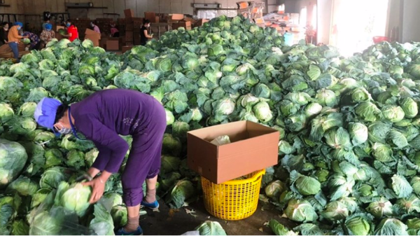 Chuỗi cung ứng nguy cơ bị đứt gãy do khó lưu thông hàng hóa vùng dịch