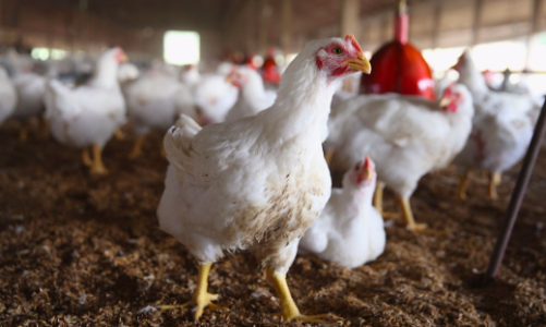 Xử lý nghiêm việc vận chuyển trái phép gia cầm từ nước ngoài vào Việt Nam