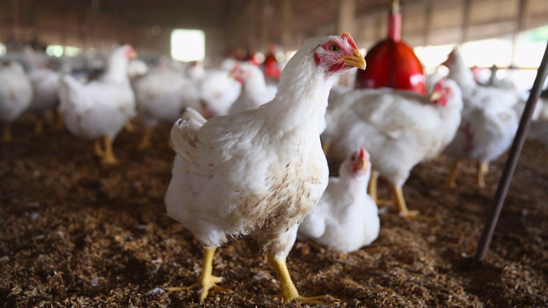 Nguy cơ dịch Cúm gia cầm A/H5N1 và A/H5N6 tiếp tục lây lan và xảy ra trên phạm vi rộng là rất cao. 