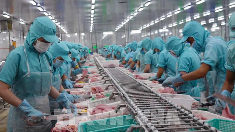 Chế biến thủy sản xuất khẩu: Ảnh: TTXVN.