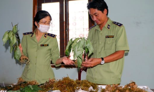 Bắt vụ vận chuyển Sâm Ngọc Linh giả ngay tại 