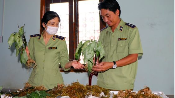 Sâm Ngọc Linh giả bị lực lượng chức năng thu giữ.