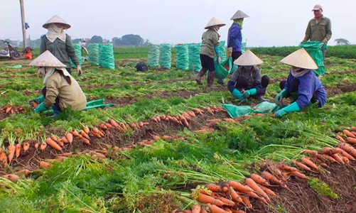 Phối hợp tiêu thụ nông sản của vùng đang có dịch Covid-19