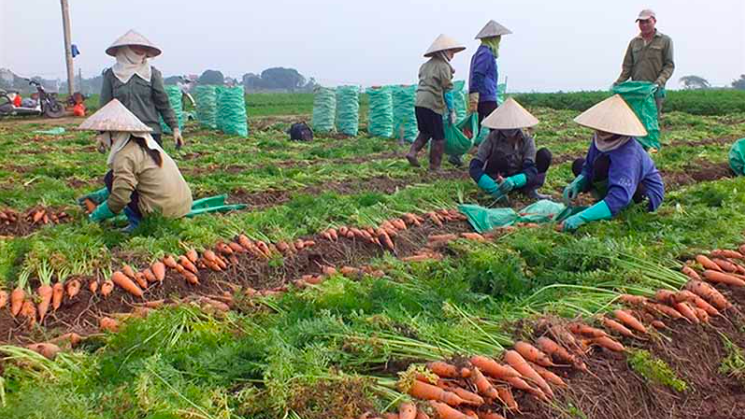 Thu hoạch cà rốt ở Hải Dương.